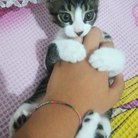 Tekir Kedi, Kedi  Cücük fotoğrafı