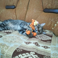 Tekir Kedi, Kedi  Çiko fotoğrafı