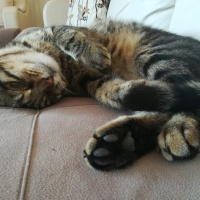 Tekir Kedi, Kedi  Çiko fotoğrafı