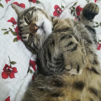 Tekir Kedi, Kedi  Çiko fotoğrafı
