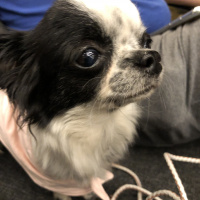 Chihuahua, Köpek  Gece fotoğrafı