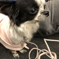 Chihuahua, Köpek  Gece fotoğrafı