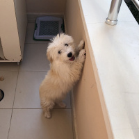 Maltese, Köpek  Şans fotoğrafı