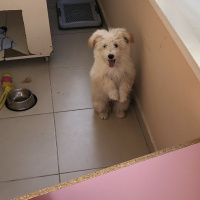Maltese, Köpek  Şans fotoğrafı