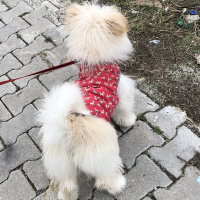 Maltese, Köpek  Şans fotoğrafı