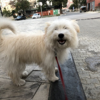 Maltese, Köpek  Şans fotoğrafı