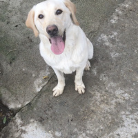 Labrador Retriever, Köpek  Luna fotoğrafı