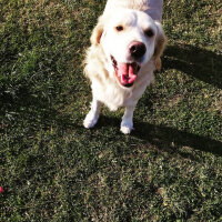 Golden Retriever, Köpek  Dino fotoğrafı