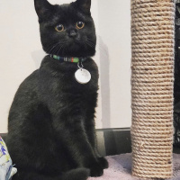 British Shorthair, Kedi  Mars fotoğrafı