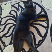 British Shorthair, Kedi  Mars fotoğrafı