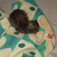 Tekir Kedi, Kedi  Simba fotoğrafı