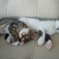 Tekir Kedi, Kedi  Mars ve Gümüş fotoğrafı