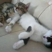 Tekir Kedi, Kedi  Mars ve Gümüş fotoğrafı