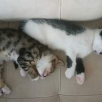 Tekir Kedi, Kedi  Mars ve Gümüş fotoğrafı