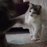 Norwegian Forest, Kedi  Paşa fotoğrafı