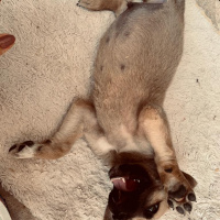 Kangal, Köpek  İsimsiz fotoğrafı
