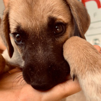 Kangal, Köpek  İsimsiz fotoğrafı