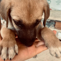 Kangal, Köpek  İsimsiz fotoğrafı