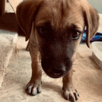 Kangal, Köpek  İsimsiz fotoğrafı