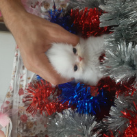 İran Kedisi (Persian), Kedi  (henüz isim belirlenmedi) fotoğrafı