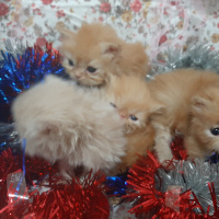 İran Kedisi (Persian), Kedi  (henüz isim belirlenmedi) fotoğrafı