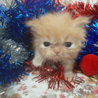 İran Kedisi (Persian), Kedi  (henüz isim belirlenmedi) fotoğrafı
