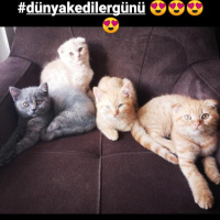 British Shorthair, Kedi  Maybel fotoğrafı