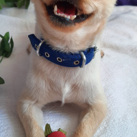 Pekingese, Köpek  PİER fotoğrafı