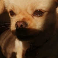 Pekingese, Köpek  PİER fotoğrafı
