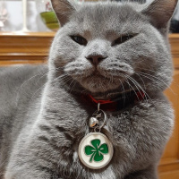 British Shorthair, Kedi  Maria fotoğrafı