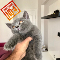 British Shorthair, Kedi  Mia fotoğrafı