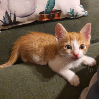 Sarman, Kedi  Lokma fotoğrafı