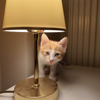 Sarman, Kedi  Lokma fotoğrafı