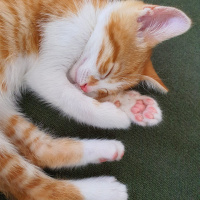 Sarman, Kedi  Lokma fotoğrafı