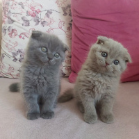 Scottish Fold, Kedi  Lusi fotoğrafı