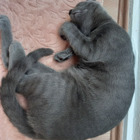 British Shorthair, Kedi  kuzum fotoğrafı