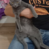 British Shorthair, Kedi  kuzum fotoğrafı