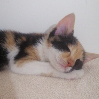 Tekir Kedi, Kedi  Mia fotoğrafı