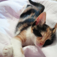 Tekir Kedi, Kedi  Mia fotoğrafı