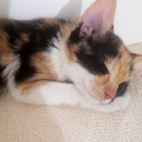 Tekir Kedi, Kedi  Mia fotoğrafı
