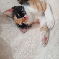 Tekir Kedi, Kedi  Mia fotoğrafı