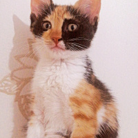 Tekir Kedi, Kedi  Mia fotoğrafı