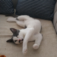Soke, Kedi  Şanslı fotoğrafı