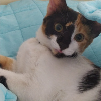 Tekir Kedi, Kedi  Saga fotoğrafı