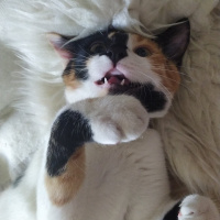 Tekir Kedi, Kedi  Saga fotoğrafı