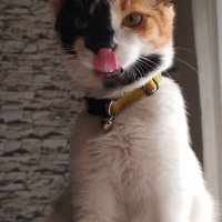 Tekir Kedi, Kedi  Saga fotoğrafı