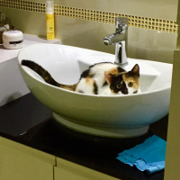 Tekir Kedi, Kedi  Saga fotoğrafı