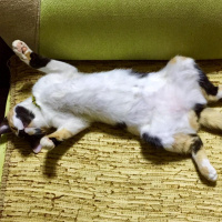 Tekir Kedi, Kedi  Saga fotoğrafı