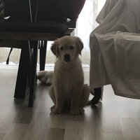 Golden Retriever, Köpek  buffy fotoğrafı