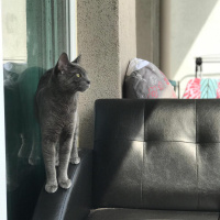 Mavi Rus, Kedi  Zeyna fotoğrafı